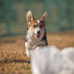 Pembroke Welsh Corgi Puppies from Rollnoaks & Cottontail AKC Pembroke Welsh Corgis