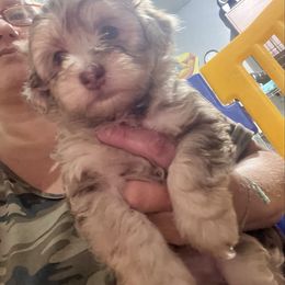 Merle male - Chocolate and white female Havapoo puppy in Medina, Ohio from Momma's Mastiffs