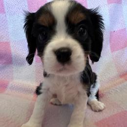 Cavalier King Charles Spaniel Puppies from Dawson’s Creek Breeding