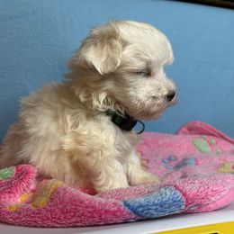 Green boy - White male Maltese puppy in Clover, South Carolina from Cudi’s Buddies