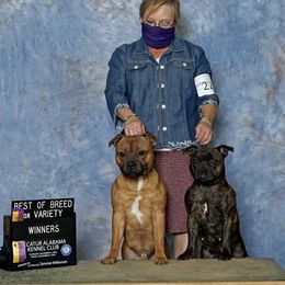 Staffordshire Bull Terriers from Sherry's Staffordshire Bull Terriers