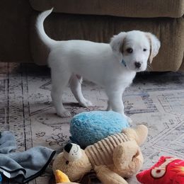 Beastie - Orange belton male English Setter puppy in Tiskilwa, Illinois from First Harmony Farms