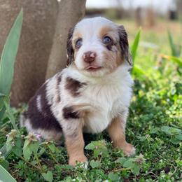 Ruby (ASDR and AKC) - Red merle female Miniature American Shepherd puppy in Stockton, Missouri from Kizmit Farmz