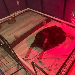 Rottweiler and Yorkshire Terrier Puppies from Superior Family Kennels