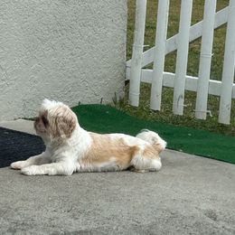 Girl 1 - Liver and white Shih Tzu puppy in Kissimmee, Florida from Bebe AKC Puppies