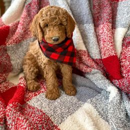 Aussiedoodle, Goldendoodle, Poodle, and Saint Berdoodle Puppies from Rocky Ridge Ranch