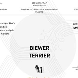 Biewer Terriers from Biewer Puppies USA