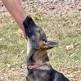 Pink - German Shepherd puppy from Cadillac Canine
