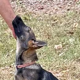 Pink - German Shepherd puppy from Cadillac Canine