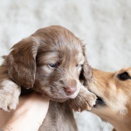 Dachshund Puppies from CTX Doxies