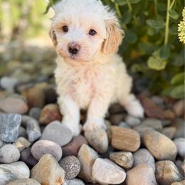 Lime Green Collared Male - White male Maltipoo puppy in Marshallville, Ohio from Grassy Meadow Pups