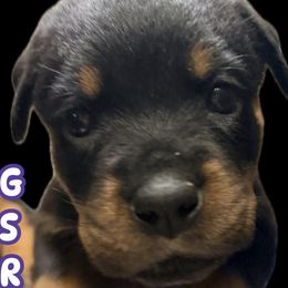 Vixen - Black and mahogany female Rottweiler puppy in Hillsville, Pennsylvania from German Select Rottweilers