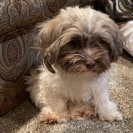 Alfie - Havanese