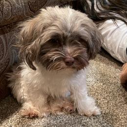Alfie - Havanese