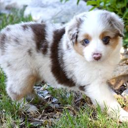 Dopey - Red merle female Miniature Australian Shepherd puppy in Evant, Texas from Lazy VT Bar Ranch