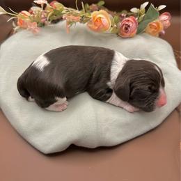 Hank - Brown and white male Cocker Spaniel puppy in La Veta, Colorado from BRX Country Cockers LLC