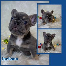 Jackson - Tricolors male French Bulldog puppy in Sterling Heights, Michigan from Freshwater Frenchies