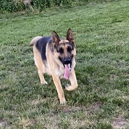 Storm - German Shepherd