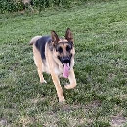 Storm - German Shepherd