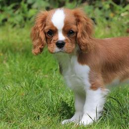 Cavalier King Charles Spaniels from Quail Run Cavaliers