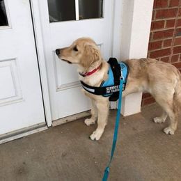 Golden Retriever, Goldendoodle, and Poodle All Grown Up from Oval Office Therapy Dogs, Inc.