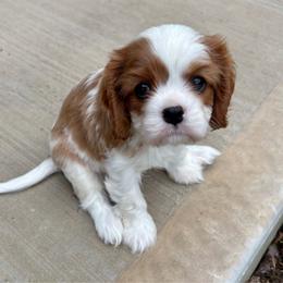Grace's Boy - Blenheim male Cavalier King Charles Spaniel puppy in Creedmoor, North Carolina from Cavalier Obsession