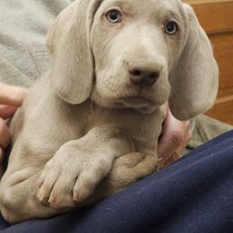 German Shorthaired Pointer and Weimaraner Puppies from Lazy Hearts Kennel