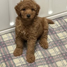 AKC Boy 4 Blue - Red  Poodle puppy in Southwest Ranches, Florida from Herringbone ‘s Poodles