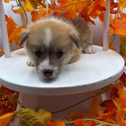 White Collar - Red male Pembroke Welsh Corgi puppy in Abingdon, Virginia from Em-K Kennels