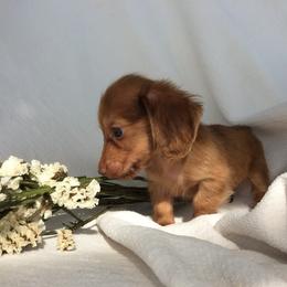 Montana (shaded red) - Red male Dachshund puppy in Sebring, Florida from Mini Weenies