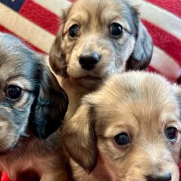 Dachshunds from Fink Dachshund Farm - Central Arkansas