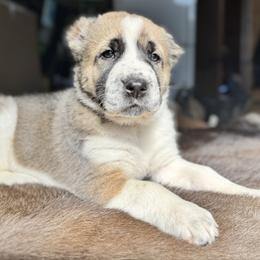 Blue collar - Brindle male Central Asian Shepherd Dog puppy in Markleysburg, Pennsylvania from Wolf Mountain Farm