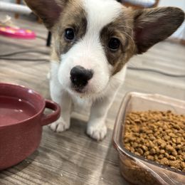 Waffles - American Corgi