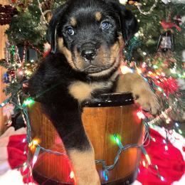 Rottweiler Puppies from Vom Arnold-Hause Rottweilers