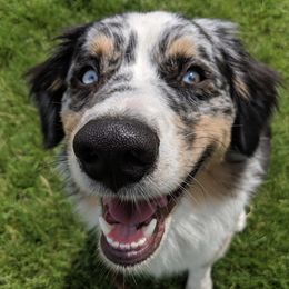 Australian Shepherds from Absaroka Aussies