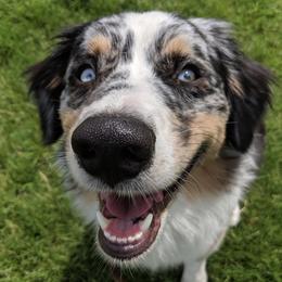 Australian Shepherds from Absaroka Aussies