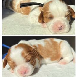 AKC Boy 1 - Blenheim male Cavalier King Charles Spaniel puppy in Pleasant Hill, Iowa from Harvest Creek