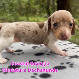 Sweet Dappled Piebald Girl - Dapple female Dachshund puppy in Brunswick, Georgia from Coastal Georgia Miniature Dachshunds