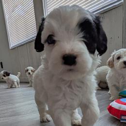 Edwards - male Cavapoochon puppy in Poetry, Texas from Darling Doodles of Texas