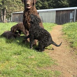 Curly-Coated Retriever Puppies from Tephra Curly Coated Retrievers