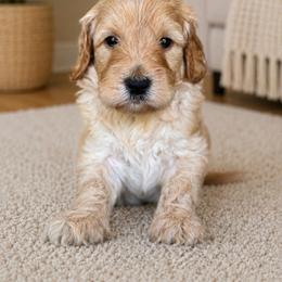 Hurrcules - Apricot male Goldendoodle puppy in Yuciapa, California from AlltheDoodlez_