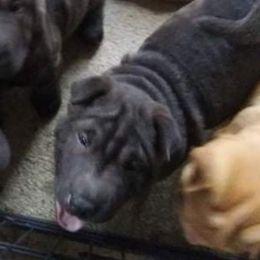 Chinese Shar-Pei Puppies from Annette's Shar-Peis