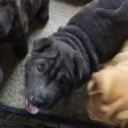 Chinese Shar-Pei Puppies from Annette's Shar-Peis