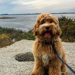 Australian Labradoodles from Forest Hill Labradoodles