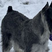 Australian Terriers and Standard Schnauzers from CopperTop Australian Terriers