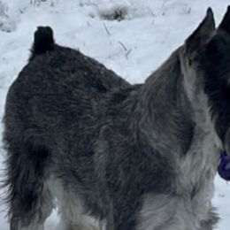 Australian Terriers and Standard Schnauzers from CopperTop Australian Terriers