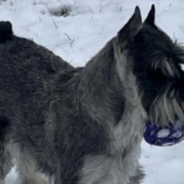 Australian Terriers and Standard Schnauzers from CopperTop Australian Terriers
