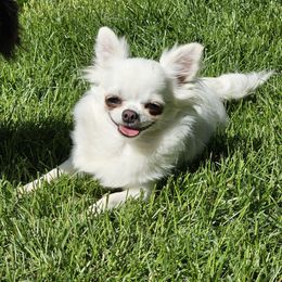 Margarita - Chihuahua
