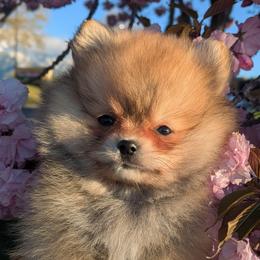 Blossom - Orange sable female Pomeranian puppy in Utah from Pop Off Pomeranians