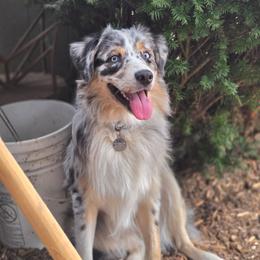 Wesson - Australian Shepherd